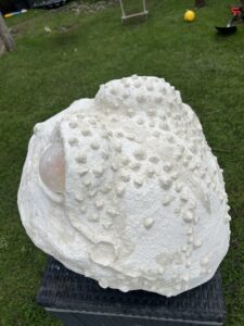 Kikkerkop voor theater